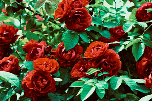 Électricien L'Haÿ-les-Roses